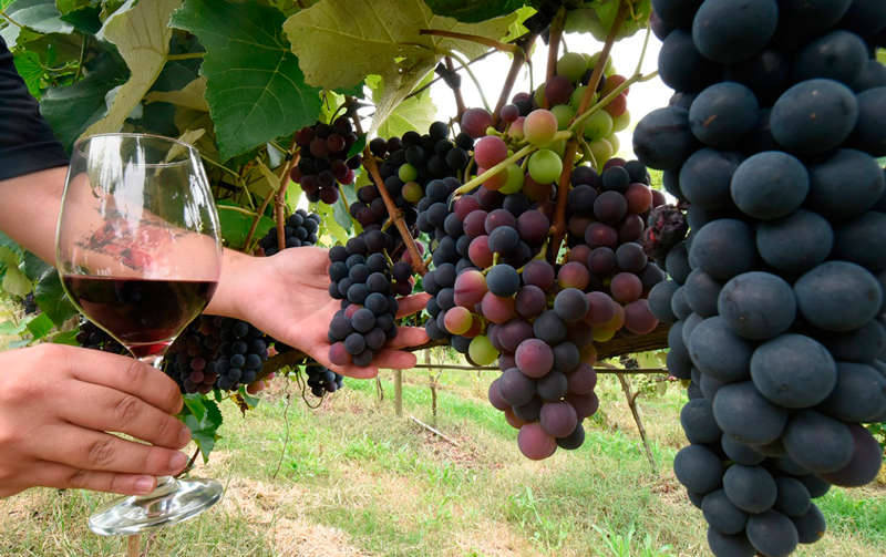 Foto que ilustra uma plantação de uvas, com uma taça de vinho tinto sendo segurada em primeiro plano