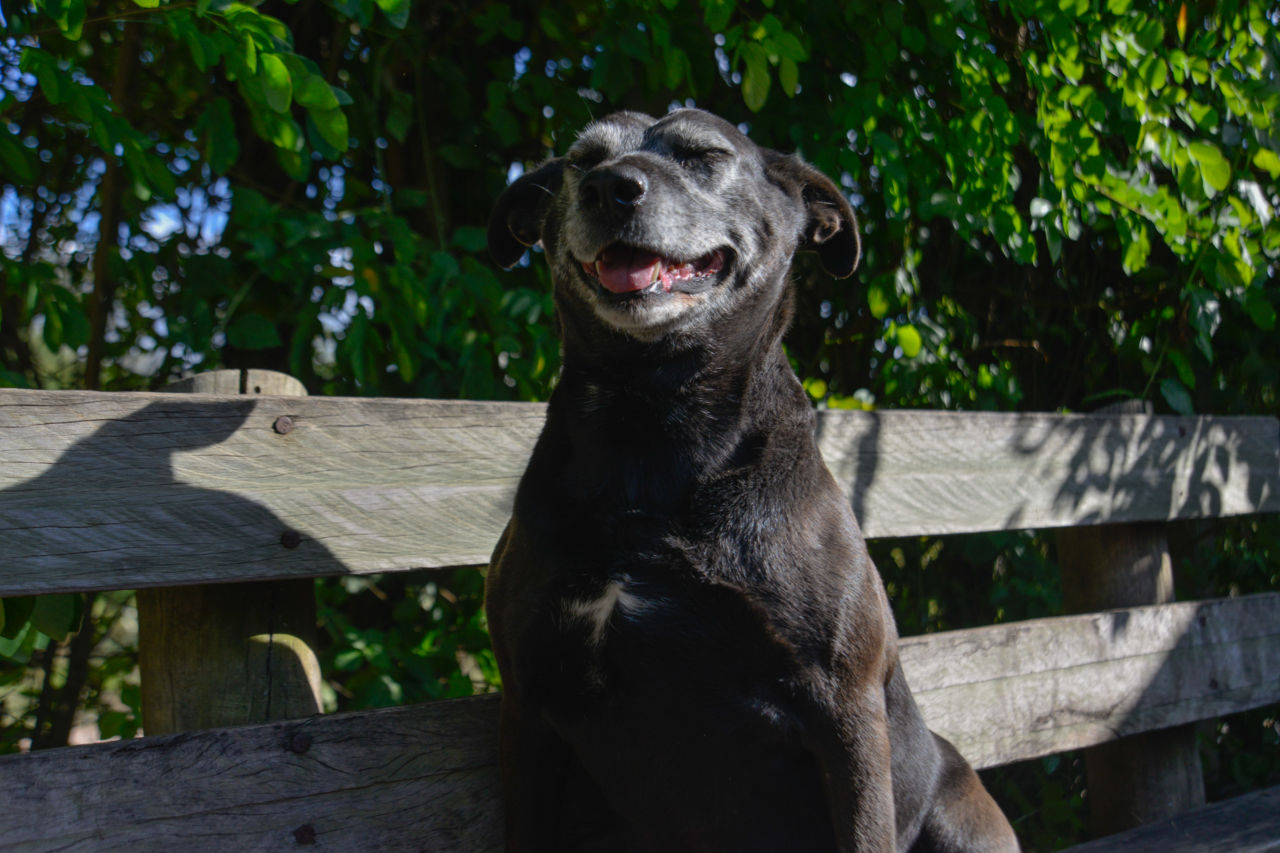 DESCRIÇÃO DA IMAGEM
Cachorro com pelagem preta, está sentado em um banco de madeira, com árvores atrás. 