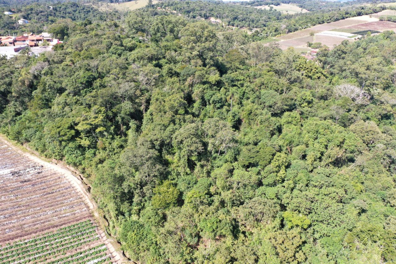 DESCRIÇÃO DA IMAGEM
Foto aérea mostra floresta preservada ao lado de uma plantação.