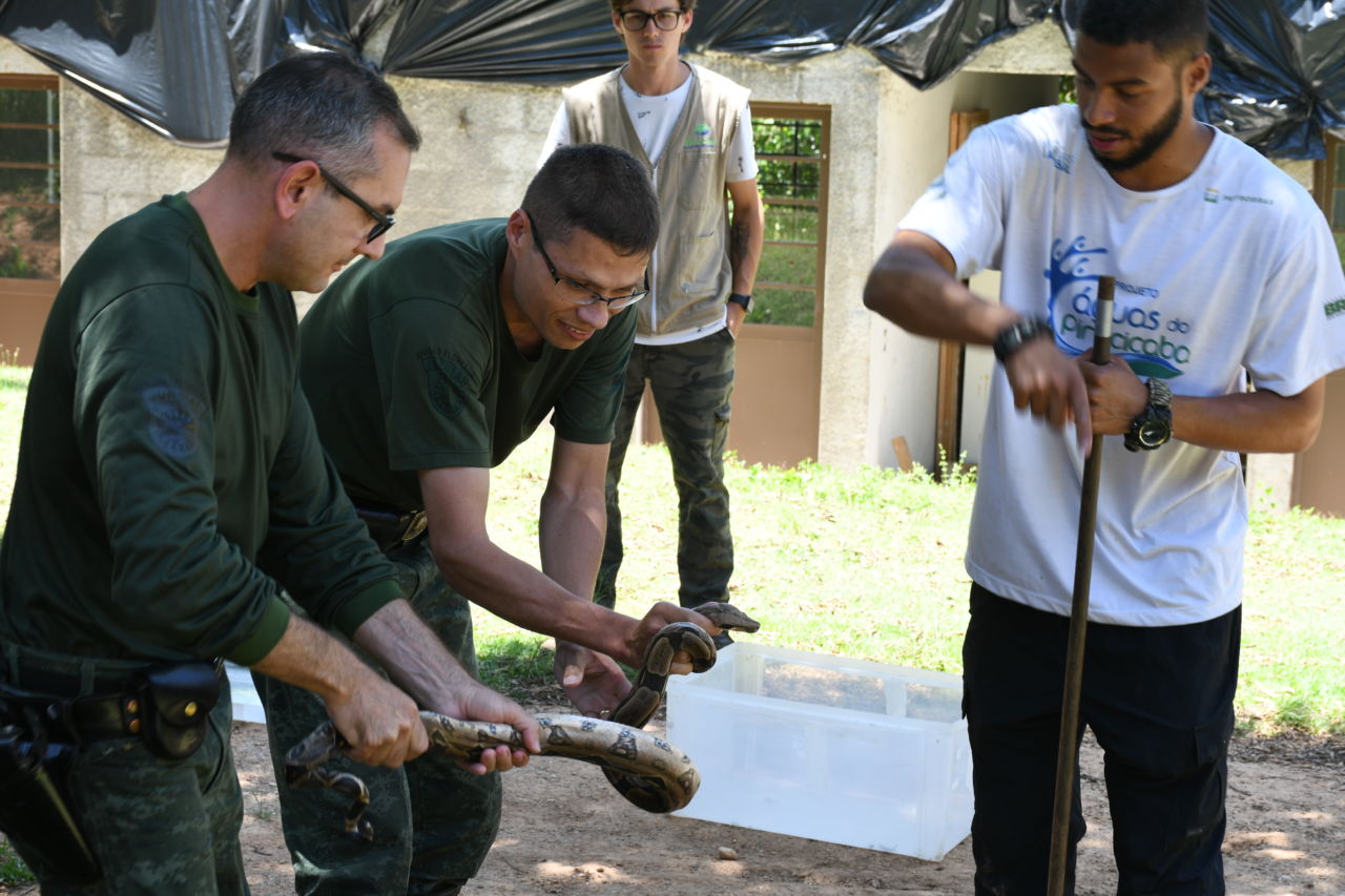 DESCRIÇÃO DE IMAGEM:  dois guardas municipais fardados da equipe de Divisão florestal seguram uma cobra com as mãos, enquanto recebem orientações de veterinário na Mata Ciliar