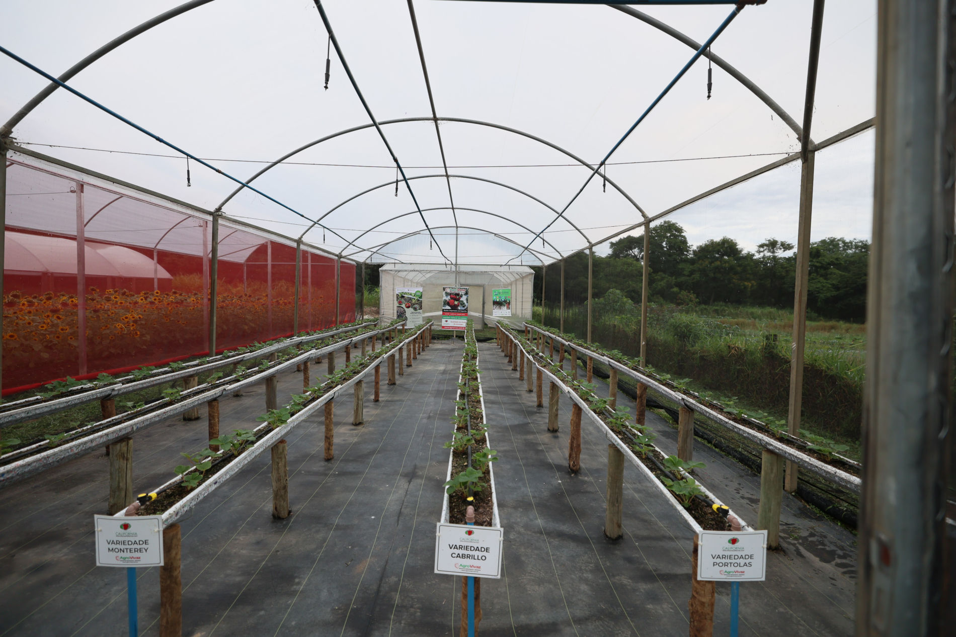 Visita técnica a Unitom (Cereja) - DES AGRO