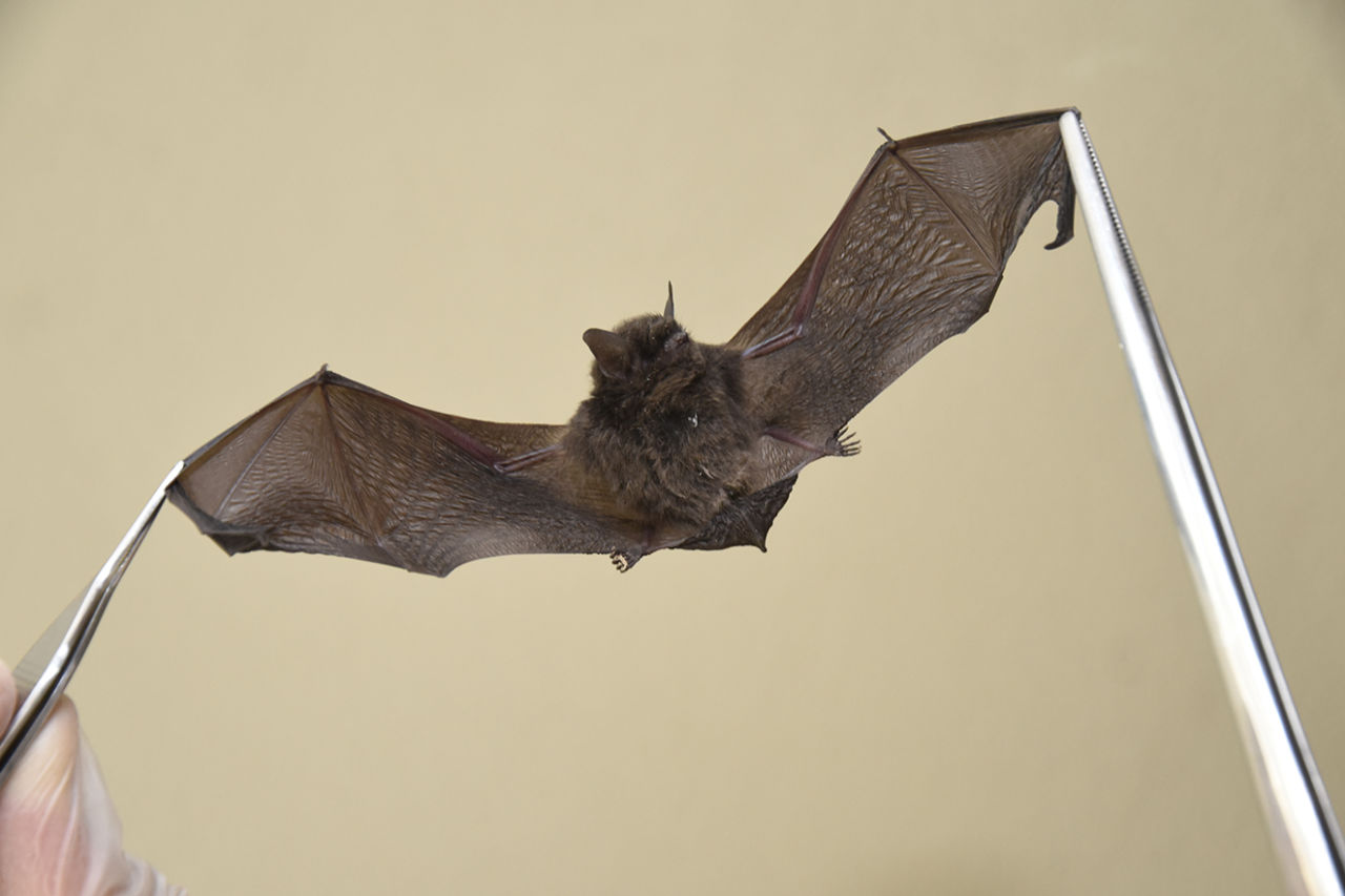 VISAM identifies positive bats in the colony and provides advice to residents
