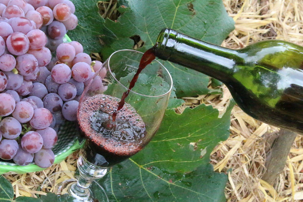 Garrafa de vinho sendo servida em taça com cacho de uva ao lado